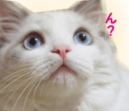 It is cat of my home sticker #14099645