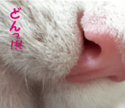 It is cat of my home sticker #14099646