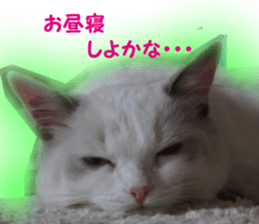 It is cat of my home sticker #14099648