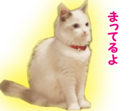 It is cat of my home sticker #14099649