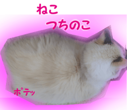 It is cat of my home sticker #14099650