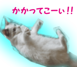 It is cat of my home sticker #14099651