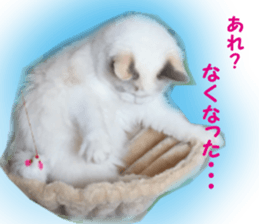 It is cat of my home sticker #14099653