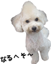 a little old-fashioned dogs' stickers sticker #14099943