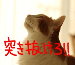 Instead tell the cat part11 sticker #14101135