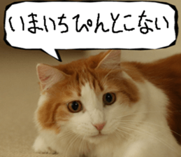 Instead tell the cat part11 sticker #14101165