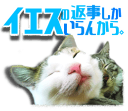 Cat of Roux.<I Love You> sticker #14101858