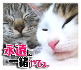 Cat of Roux.<I Love You> sticker #14101861