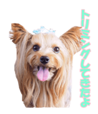 doggiesfan sticker #14103246