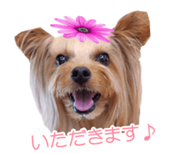 doggiesfan sticker #14103247
