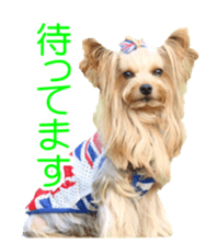 doggiesfan sticker #14103248