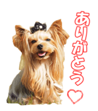 doggiesfan sticker #14103250