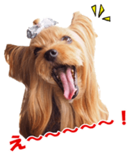 doggiesfan sticker #14103251