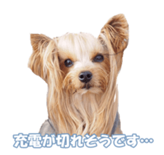 doggiesfan sticker #14103252