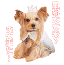 doggiesfan sticker #14103253