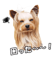 doggiesfan sticker #14103255