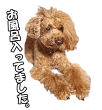 doggiesfan sticker #14103258