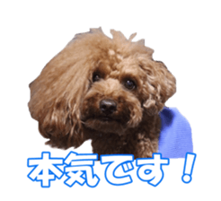 doggiesfan sticker #14103259