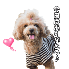 doggiesfan sticker #14103265