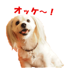 doggiesfan sticker #14103267
