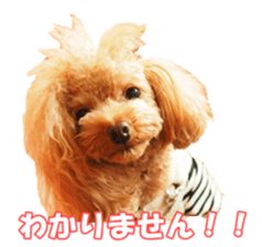 doggiesfan sticker #14103268