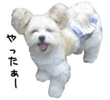 Cute Dogs' greeting stickers sticker #14107504