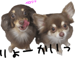 Cute Dogs' greeting stickers sticker #14107508