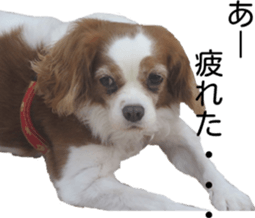 Cute Dogs' greeting stickers sticker #14107509