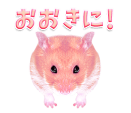 Pink hamster japanese kansai sticker #14109160