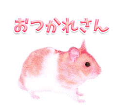 Pink hamster japanese kansai sticker #14109161