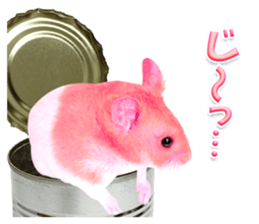 Pink hamster japanese kansai sticker #14109162