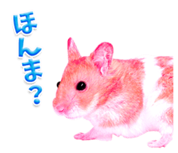 Pink hamster japanese kansai sticker #14109163