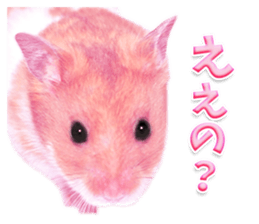 Pink hamster japanese kansai sticker #14109168