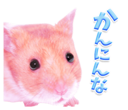 Pink hamster japanese kansai sticker #14109170