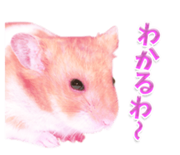 Pink hamster japanese kansai sticker #14109175