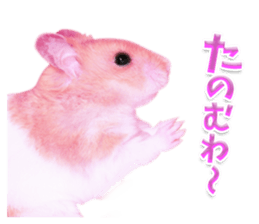 Pink hamster japanese kansai sticker #14109179