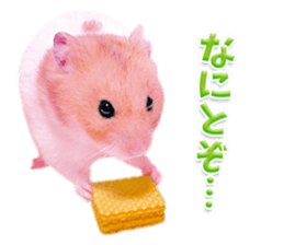 Pink hamster japanese kansai sticker #14109182