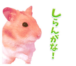 Pink hamster japanese kansai sticker #14109185