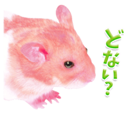 Pink hamster japanese kansai sticker #14109187