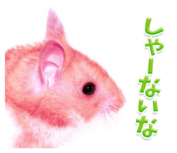 Pink hamster japanese kansai sticker #14109192