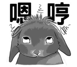 Royal college of rabbit Bunny life sticker #14115865
