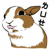 Royal college of rabbit Bunny life sticker #14115871