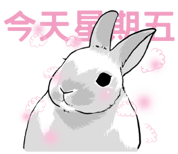 Royal college of rabbit Bunny life sticker #14115872