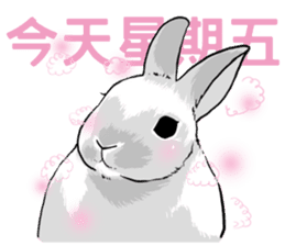 Royal college of rabbit Bunny life sticker #14115872