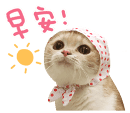 Hello! la-cha-hua's cat sticker #14116200