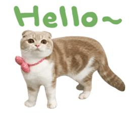 Hello! la-cha-hua's cat sticker #14116202