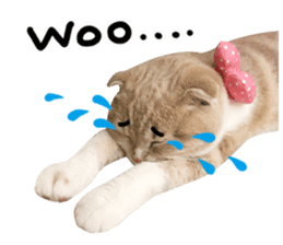 Hello! la-cha-hua's cat sticker #14116203