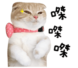 Hello! la-cha-hua's cat sticker #14116205