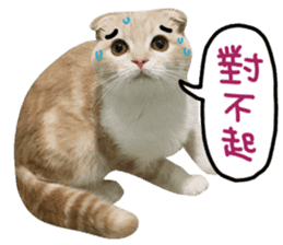 Hello! la-cha-hua's cat sticker #14116207