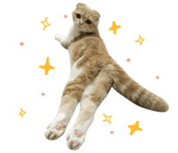 Hello! la-cha-hua's cat sticker #14116208
